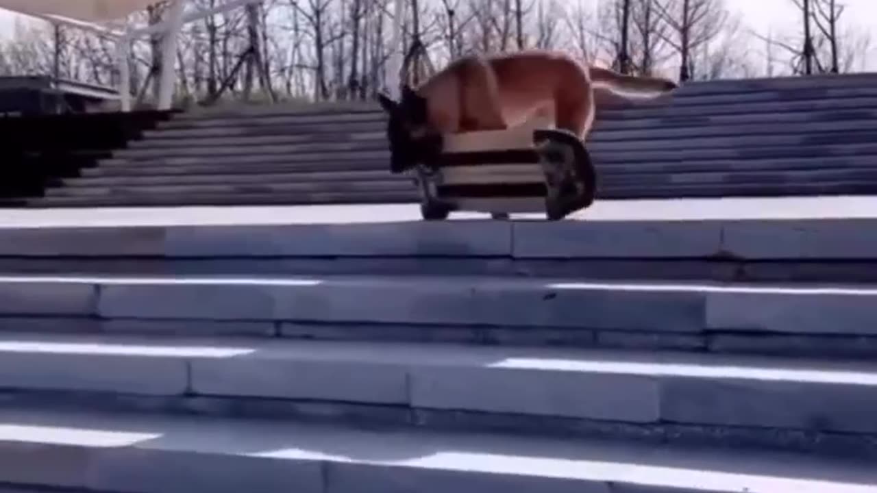 Dog skating like a pro 🤯😲