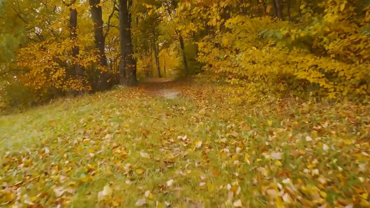 Enchanting Autumn Forests with Beautiful Piano Music