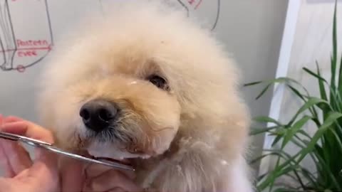 Poodle Puppy Grooming With PuppyGroomy - Gray Poodle Dog