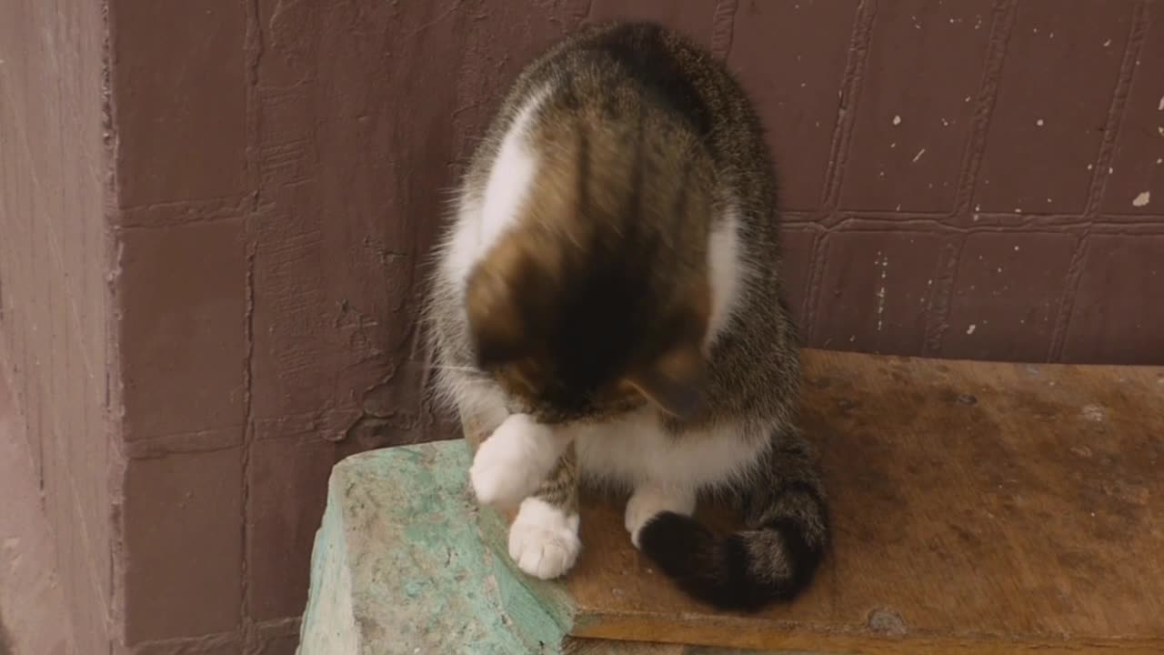 A cat has a strange but lovely sound that's cool