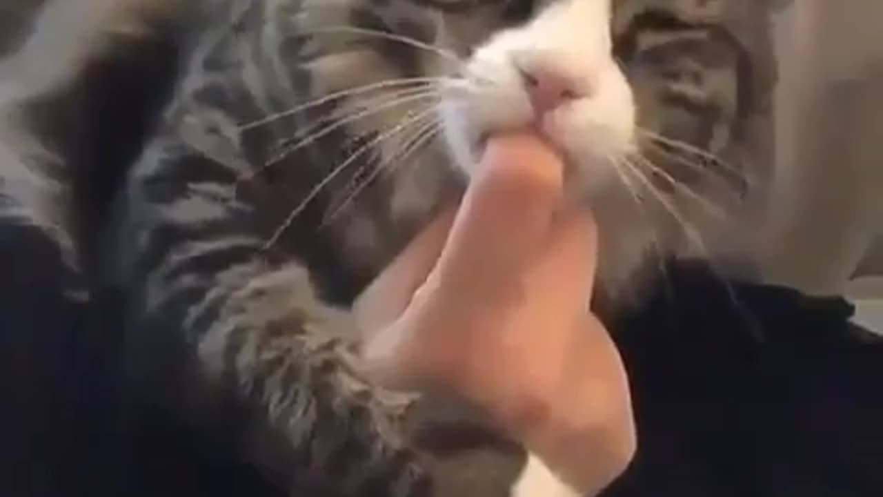 Funnyanimalsvideo