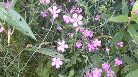 Maiden Pink