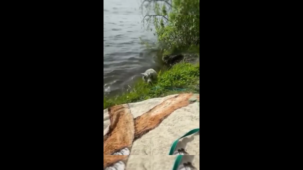 New Funny Animals, Funniest Cats and Dogs Videos 41