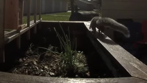 My little garden Squirrel Bob