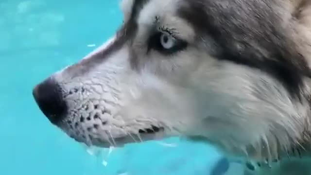 A dog that likes drinking water.