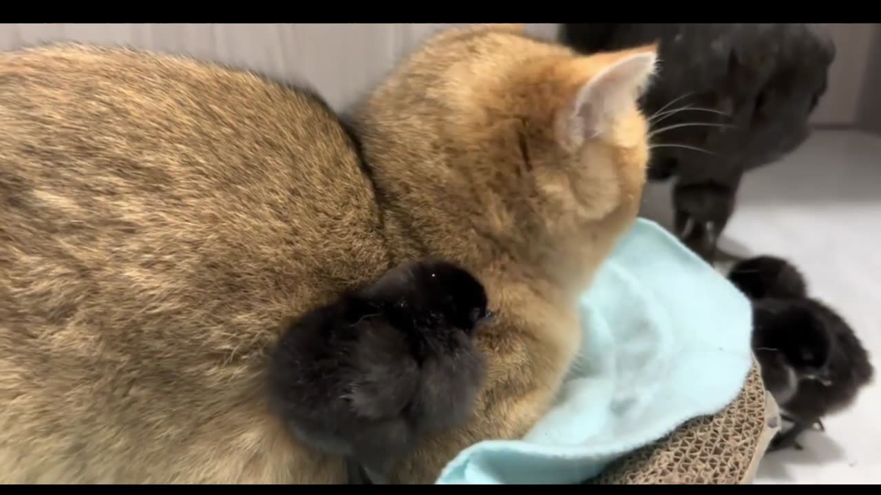 viral story of love.cat surprises hen