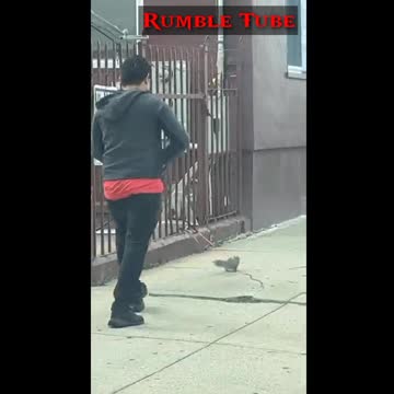 New video by Rumble tube | about squirrels | #rumbletube #viral #pets