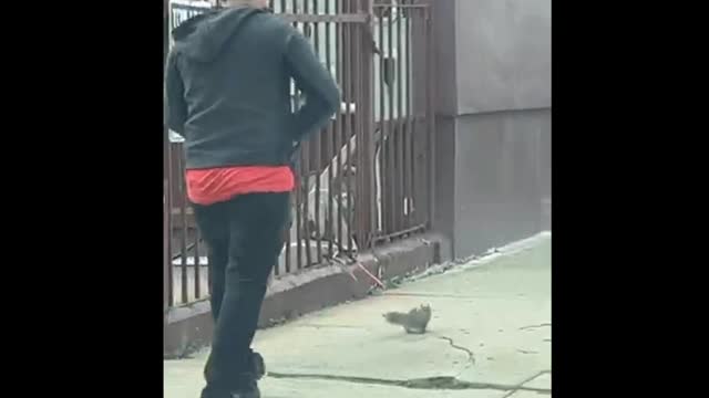 New video by Rumble tube | about squirrels | #rumbletube #viral #pets