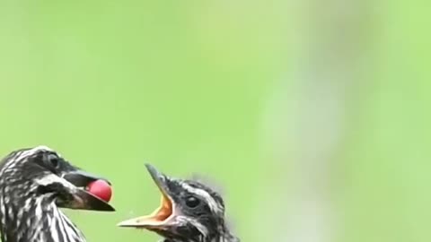 Mother bird with child