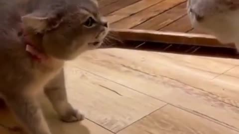 Fighting cat funny video