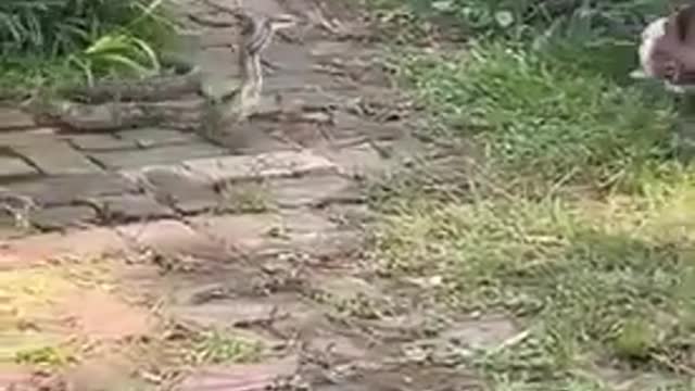 Snake Vs Dog fight. There can only be ONE winner!!