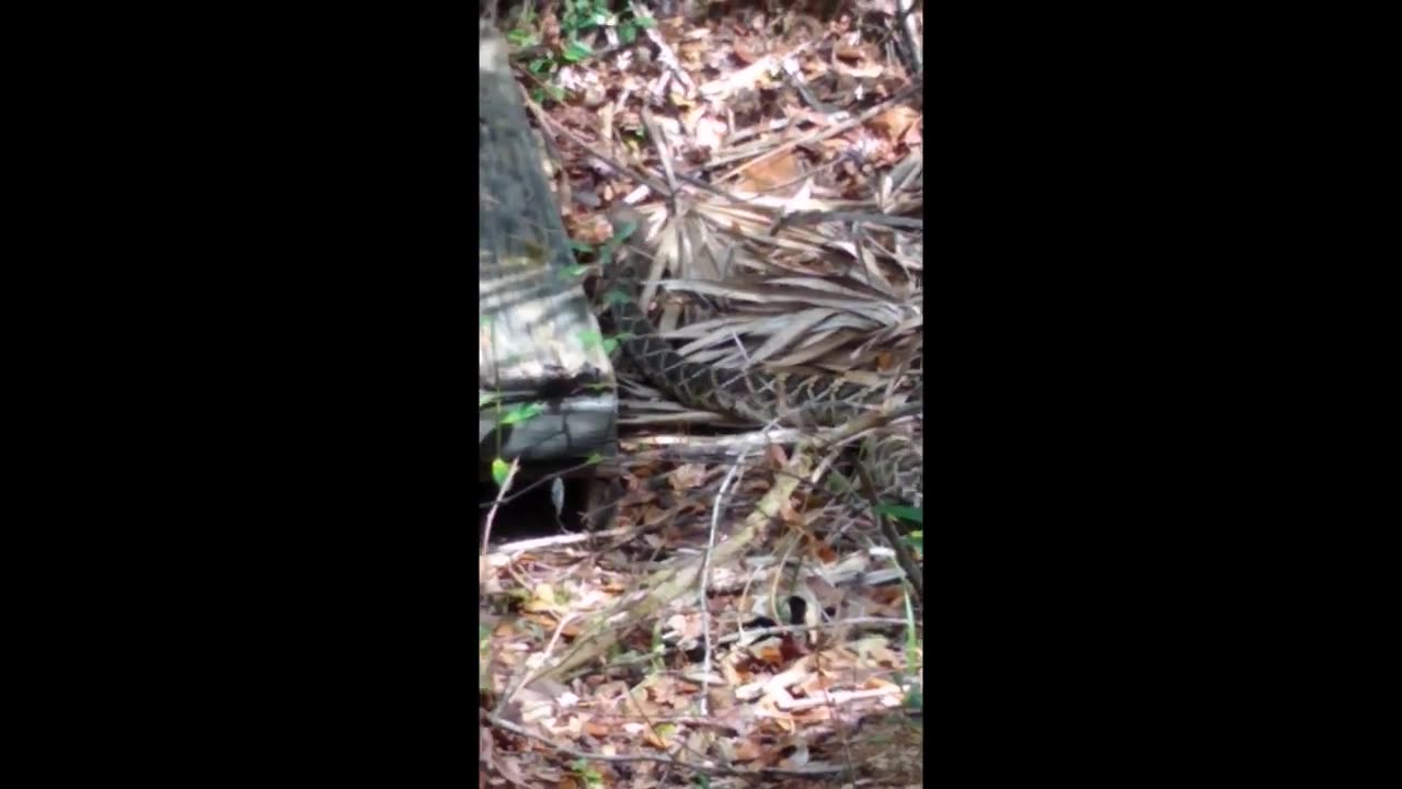 Eastern Diamondback Rattlesnake on my property