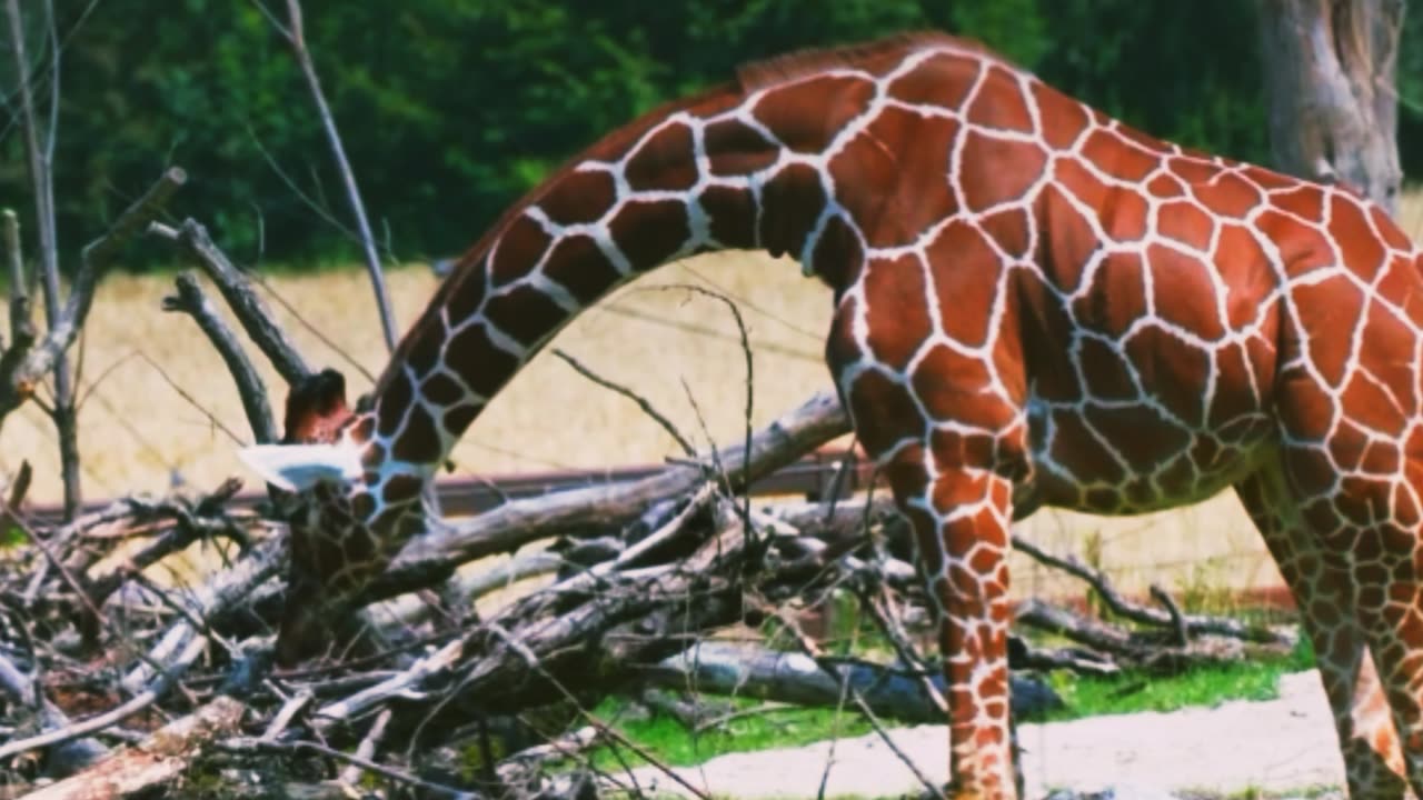 giraffes