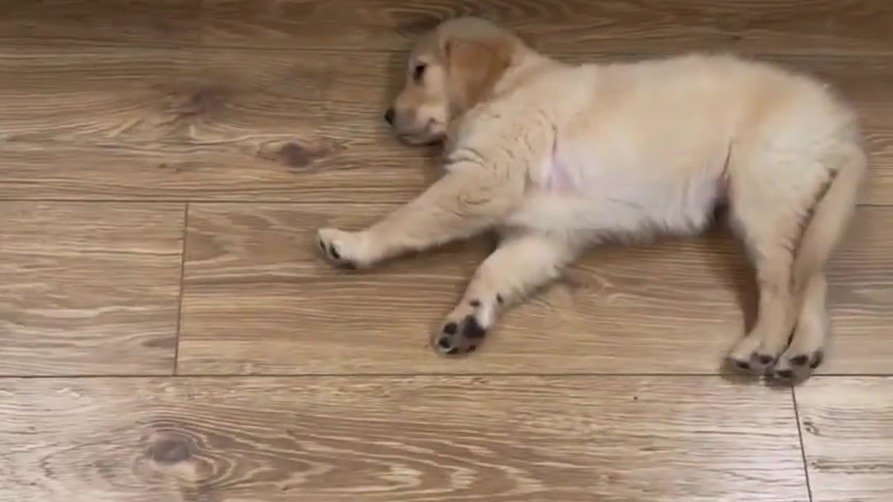 Puppy always get Tired!