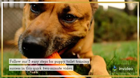 Toilet Training your Puppy