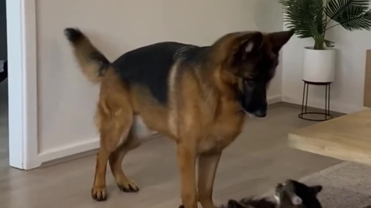 cat attacks dog