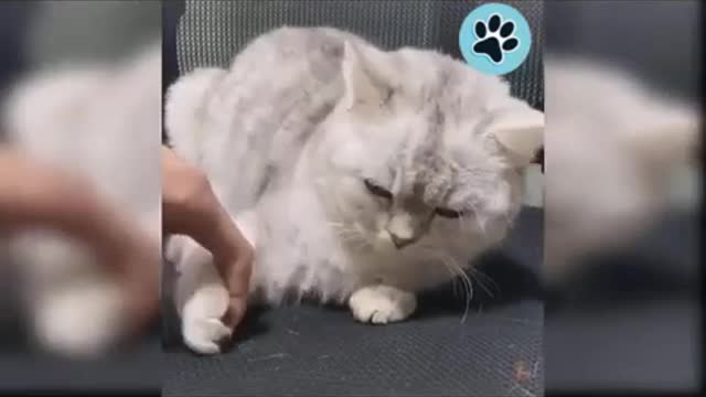 Funny Cute Cats - Best Animal Videos - Best of Funny Animal Videos 2022