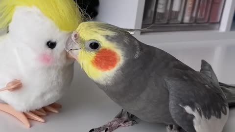 cockatiel beeps at his toy