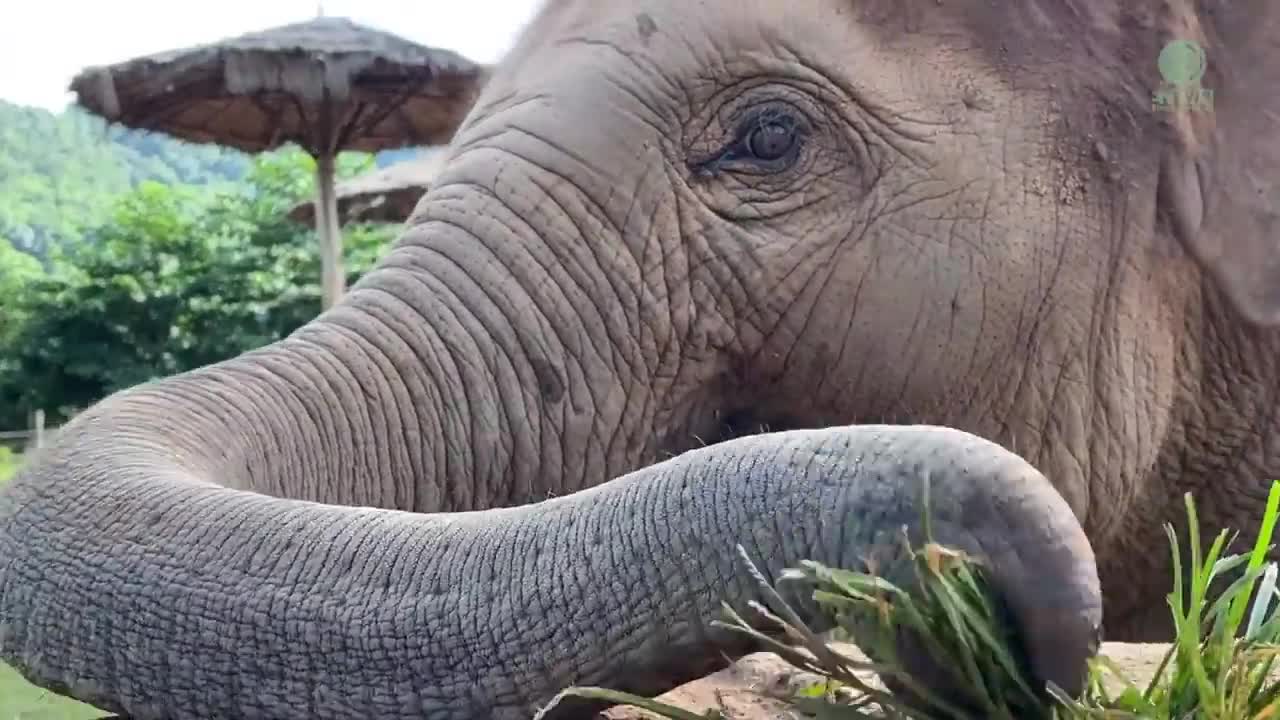 Baby Elephant Tries To Figure It Out How To Eat Grass On The Top Of Cement Pipe - ElephantNews