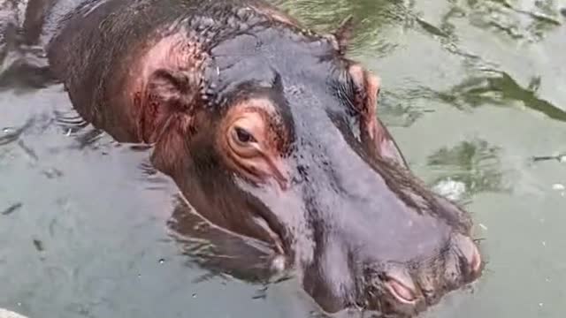 hippo