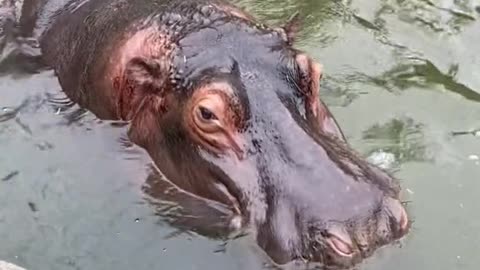 hippo