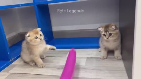 funny animals Videos♥