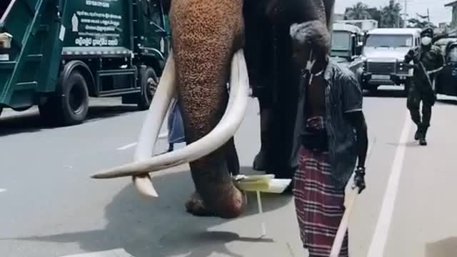 Ceremonial Tusker Nadungamuwe Raja