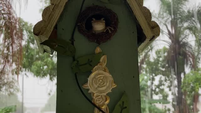 Tree Frog Staying Dry