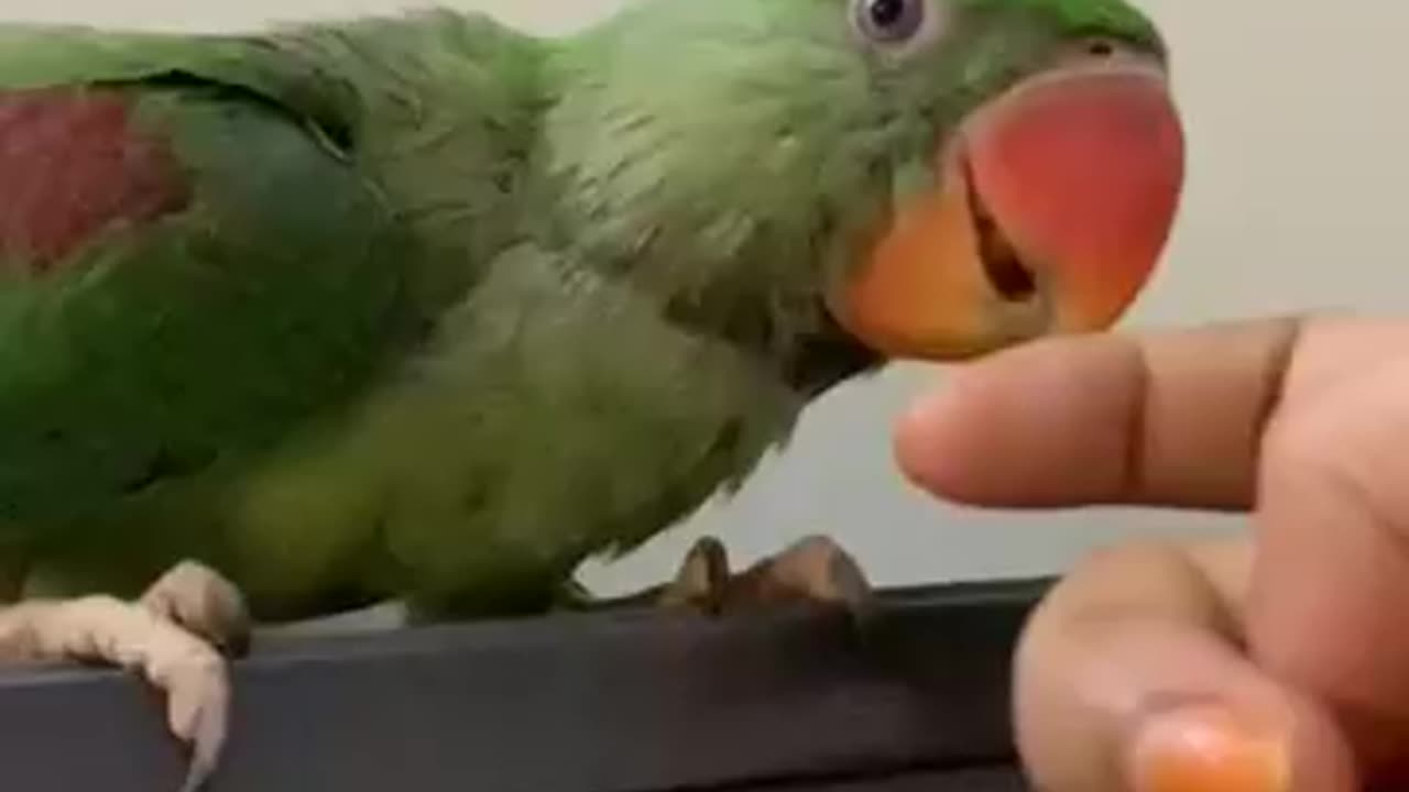 Parrot smile in slow motion. Paco smiles.