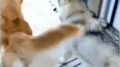 Funny dog scarry react