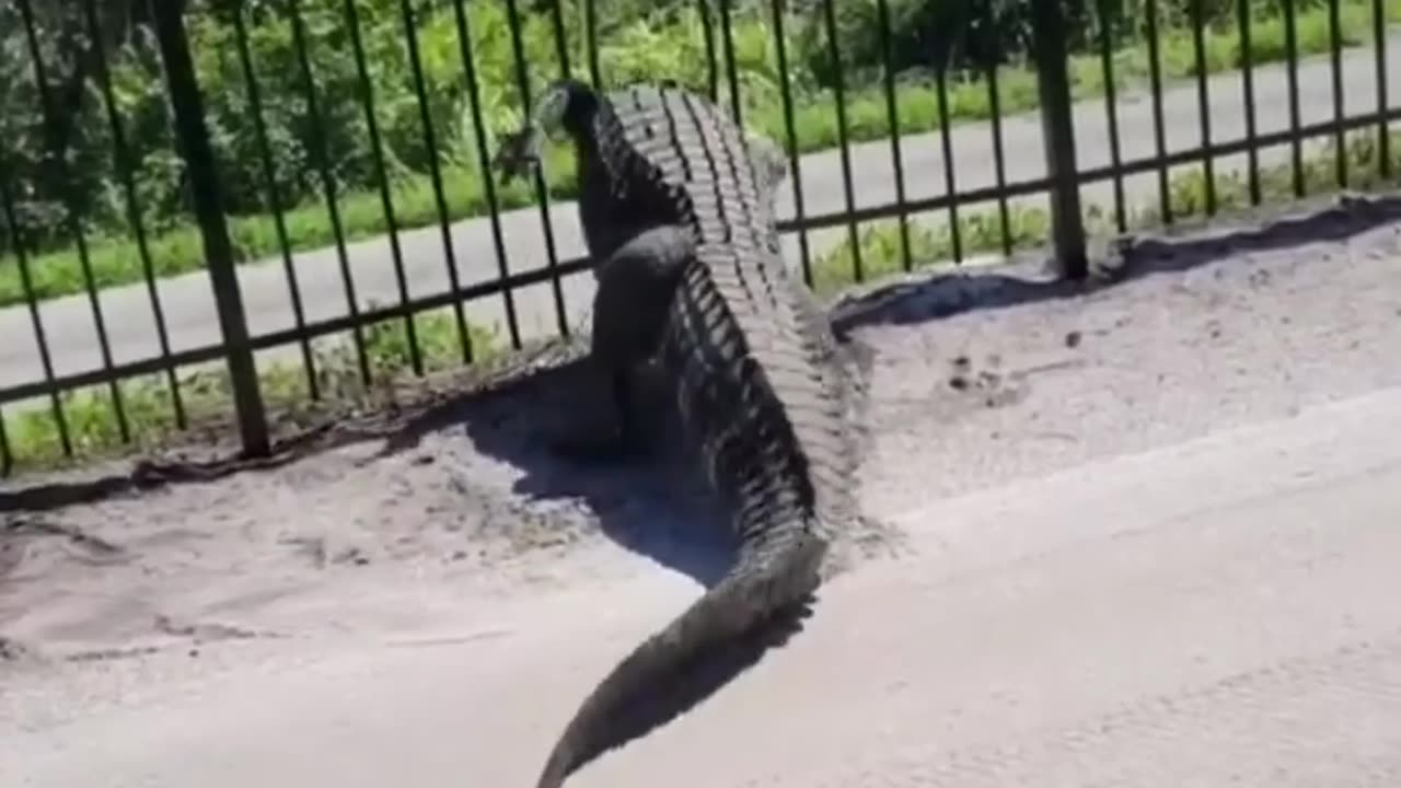 Giant Alligator Bends Metal Fence