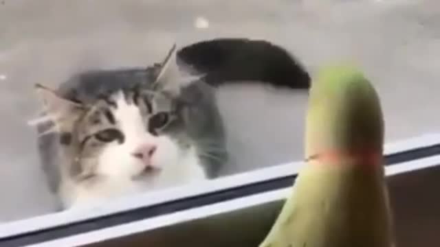 Funny Parrot Game Whit Cat