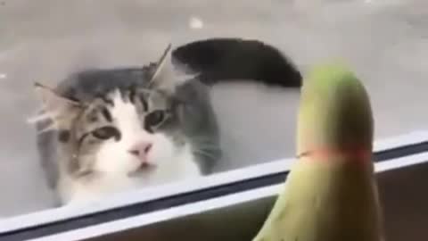 Funny Parrot Game Whit Cat