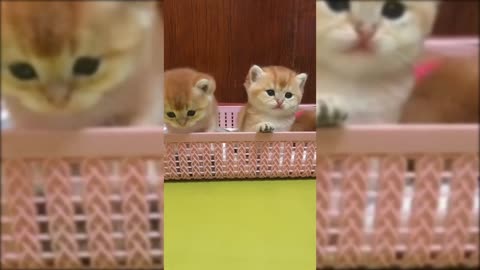 Ohh! SO Lovly Funny Animals Cats 😺🐶 Compilation of Cats Videos 2021