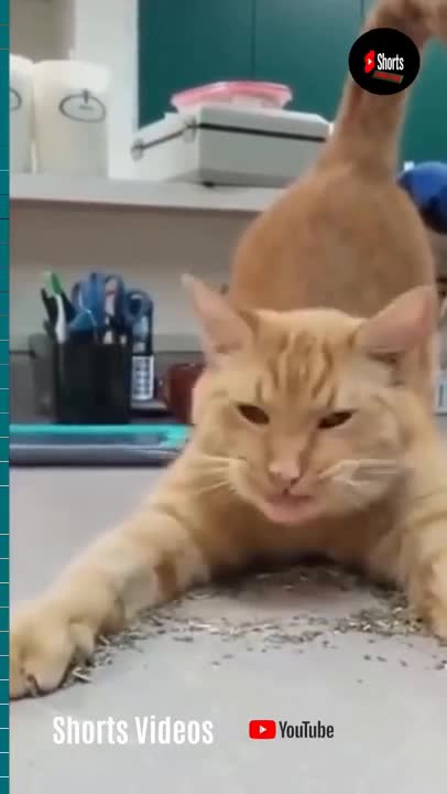 Funny Cat Clips- All Cats Are Crazy