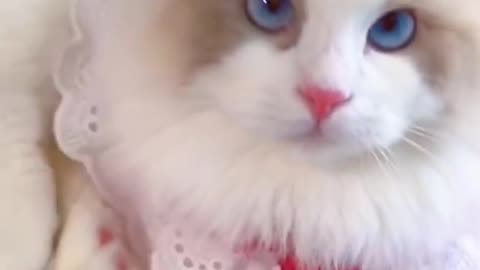 Aww cute cat videos funny