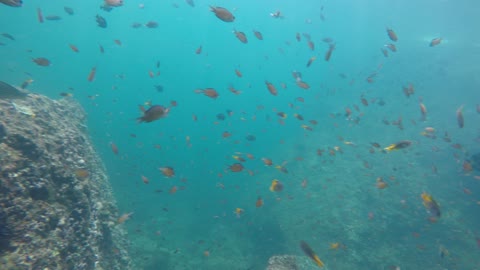 underwater fishes sea thailand