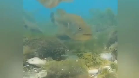 This is a beautiful and charming water-dwelling species