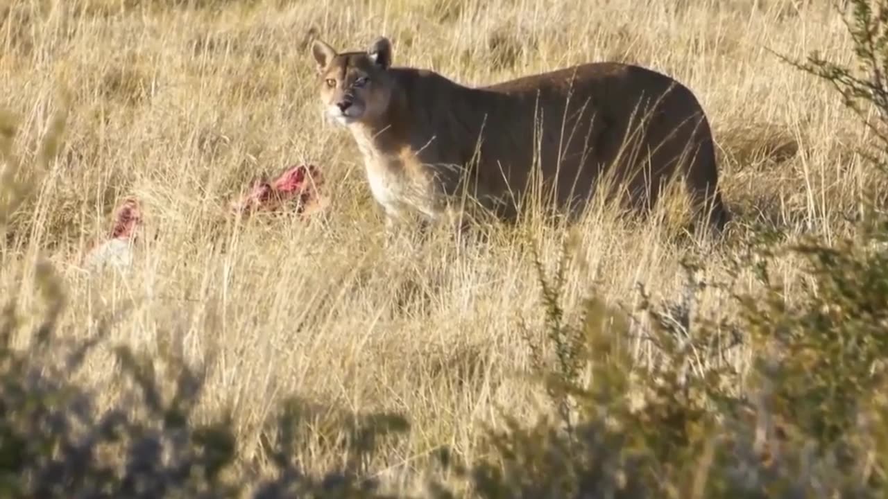 The Most Dangerous Big Cat America!