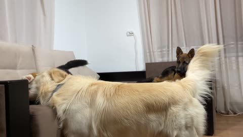 Fighting Golden Retriever and His Best Friend's Puppieswith art