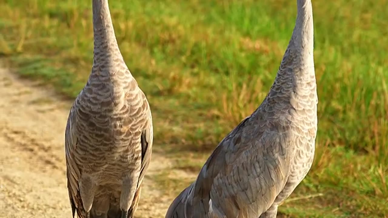 Sandhill Cranes Singing