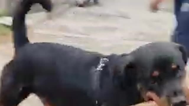 My Dog 🐕 Loves Stick More Than Anything Dog Protecting Stick (Guard Dog)_(480p).mp4