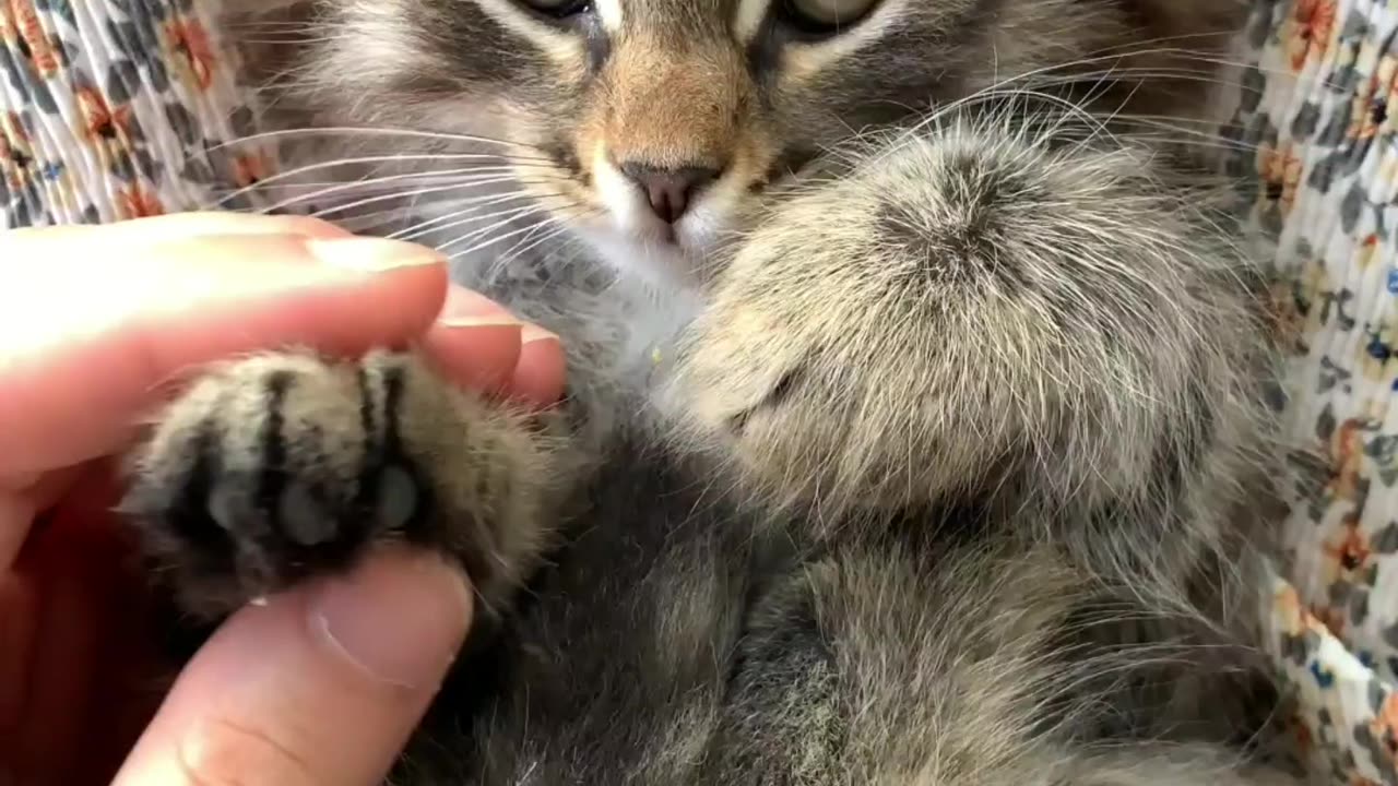 A cat is getting massage 😄