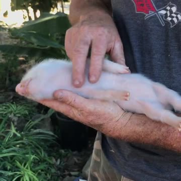 This Adorable Piglet Loves Belly Rubs More Than Anything In The World