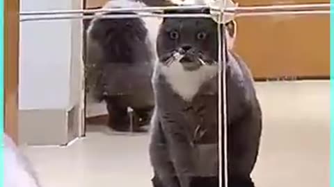 Funniest Animals 2023 😂 Funny Cats and Dogs 🐱🐶 | Funny Animal Videos🐕 pets lover-Animal lover # 16