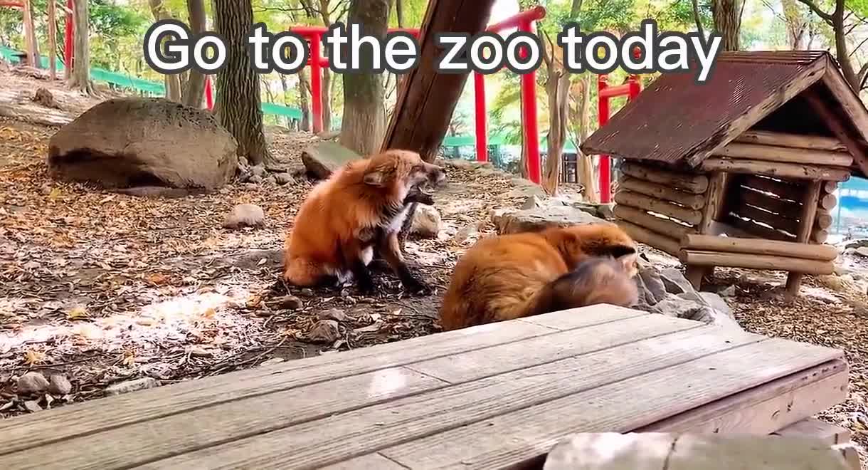 Go to the zoo today