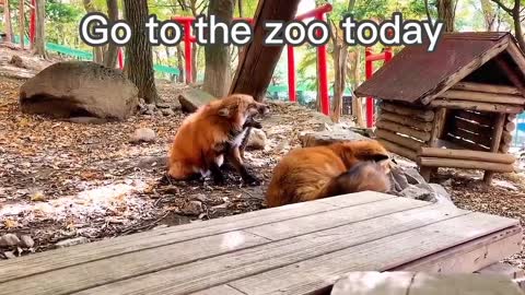 Go to the zoo today