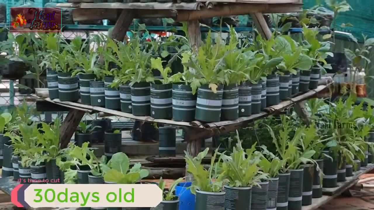 Creative Idea of Growing Vegetable in Bottle _ Amazing Japanese Vegetables Growing Technology