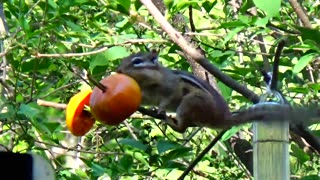 Chipmunk