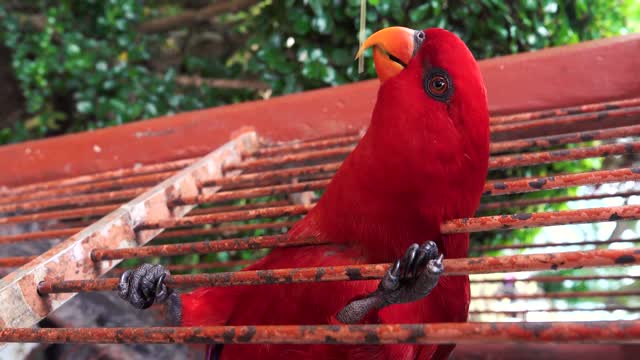 Bird is beautiful creature on our planet- Amazing Birds.